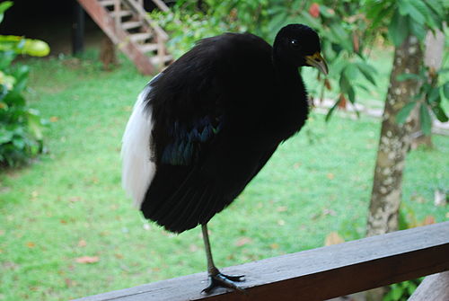 Pale-winged trumpeter